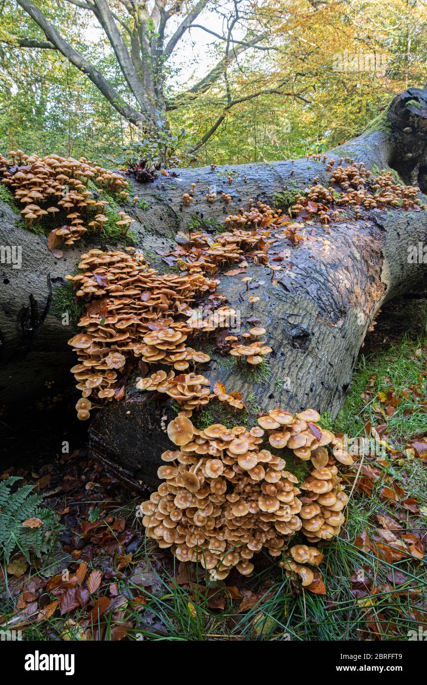Funghi di Woodtuft con guaina: Mutabilis di Kuehneromyces. Su albero di faggio caduto. Surrey, Regno Unito. Foto Stock
