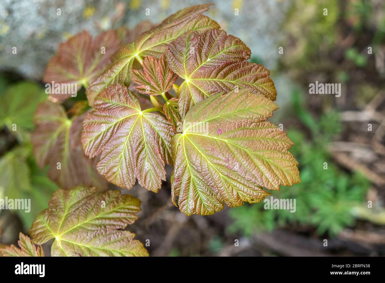 Foglie di Sycamore (Acer pseudoplatanus), Regno Unito Foto Stock