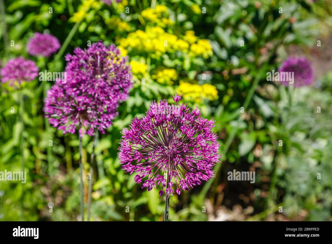 Teste globulari e rotonde di viola Allium Hollandicum fiorente in un giardino in primavera a Surrey, Inghilterra sud-orientale Foto Stock