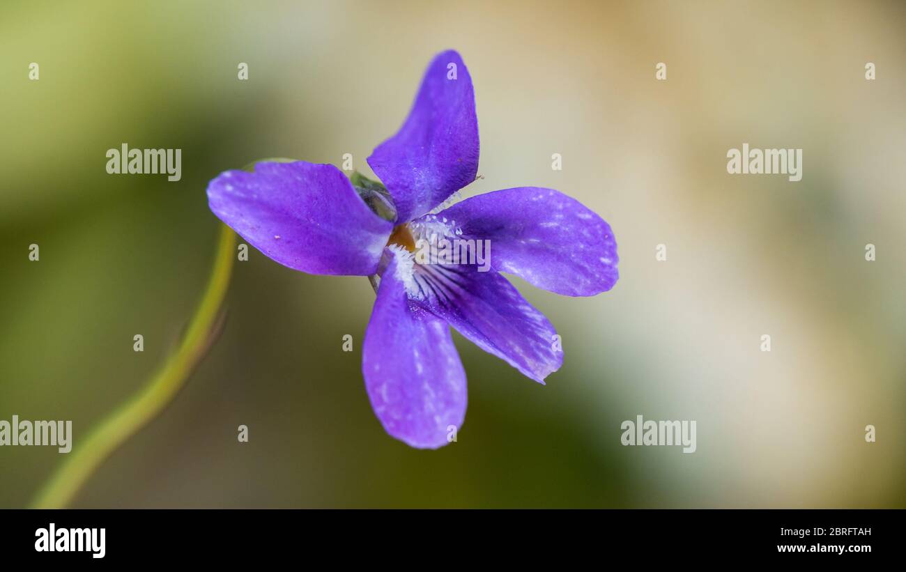 Un macro shot di un cane viola fiore viola. Foto Stock
