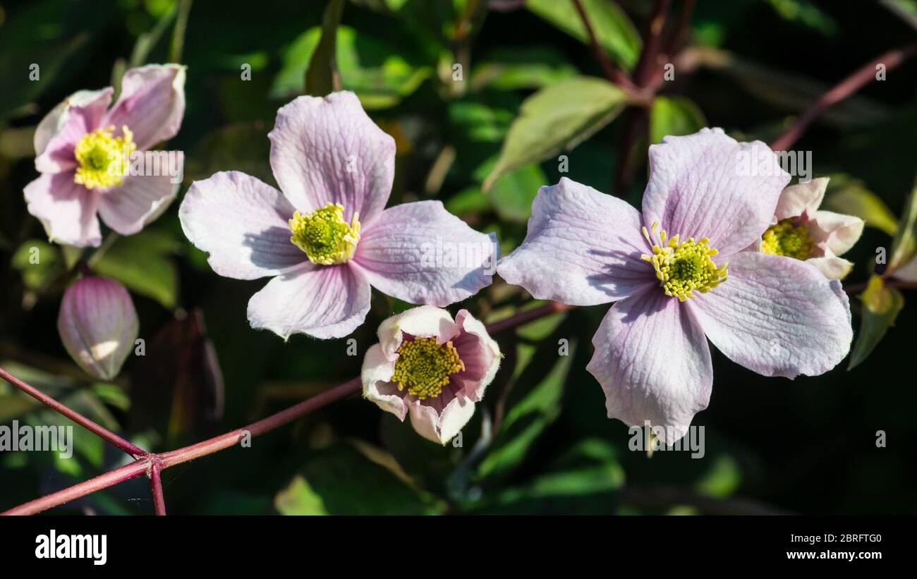 Un macro shot di alcuni clematis montana fiorisce. Foto Stock
