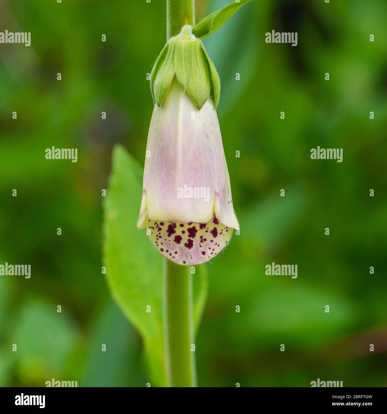 Un macro shot di un singolo fiore di foxglove. Foto Stock