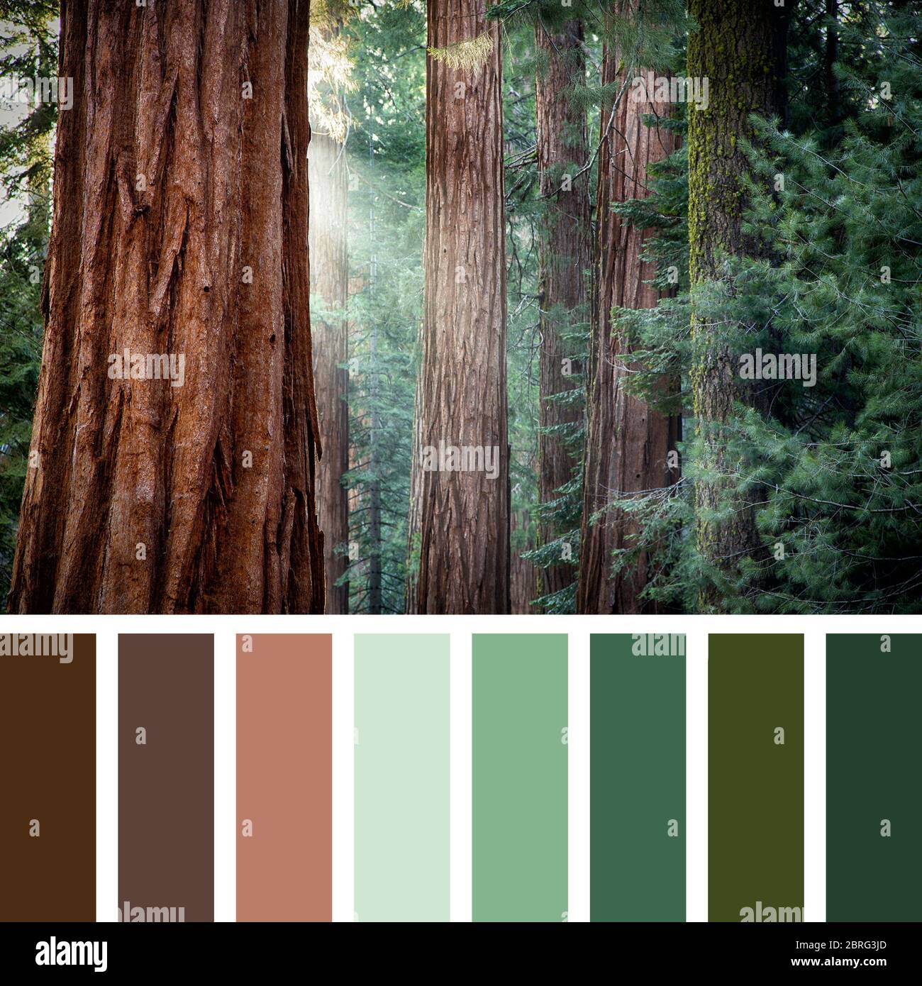 Sole di mattina presto nelle sequoie di Mariposa Grove, Yosemite National Park, California, USA, in una tavolozza di colori con Swater colore gratuito Foto Stock