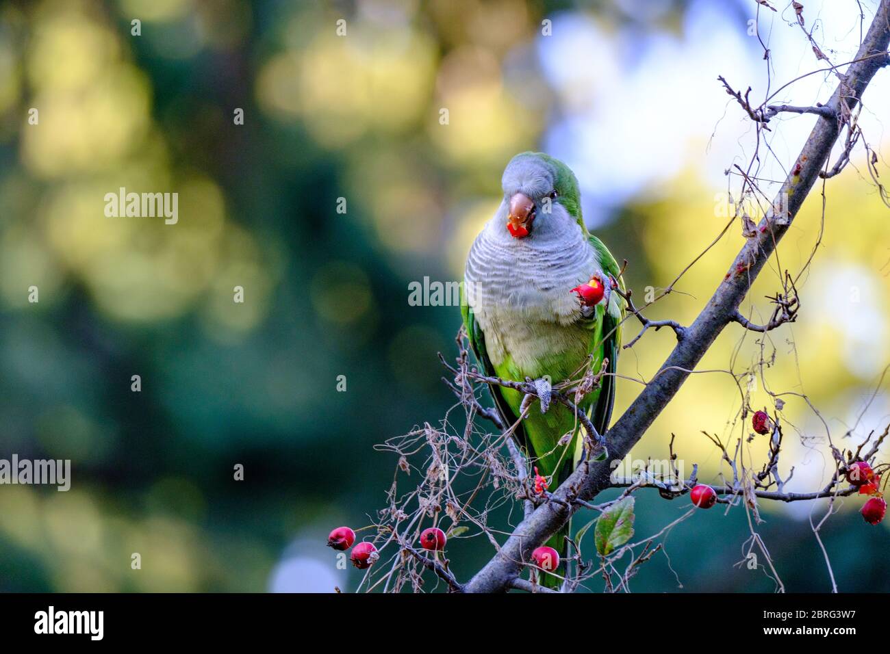 Un parakeet che mangia una bacca rossa su un ramo di albero nel Parc Guell Barcelona Foto Stock