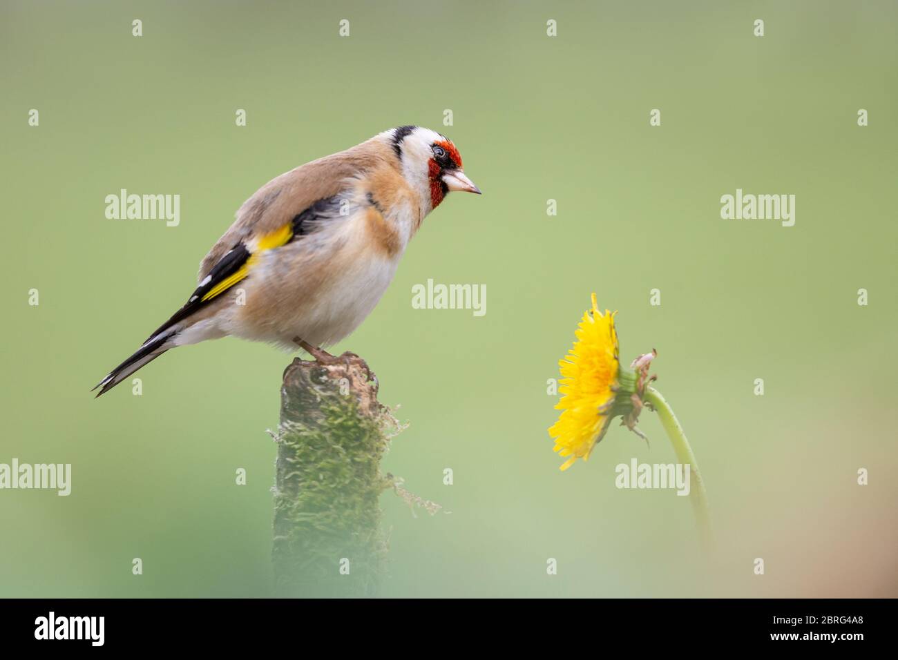 Cardellino seduto su un ramo Foto Stock