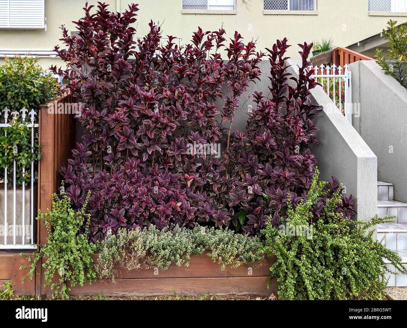 Mix di belle piante e fiori vicino all'ingresso della casa. Parete decorativa sulla strada. Foto Stock