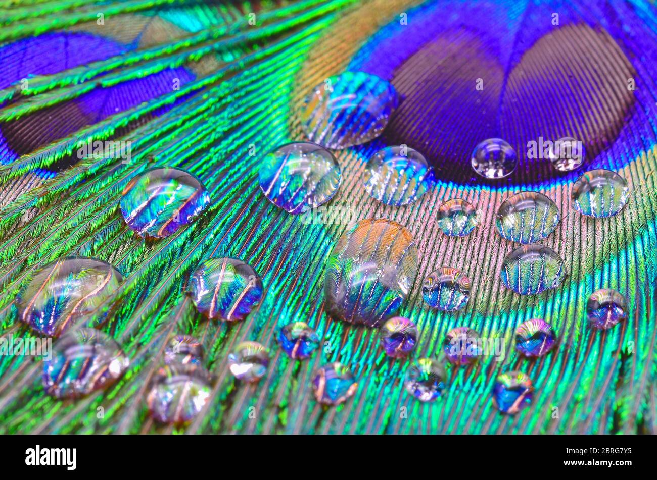 piuma di pavone con gocce di pioggia Foto Stock