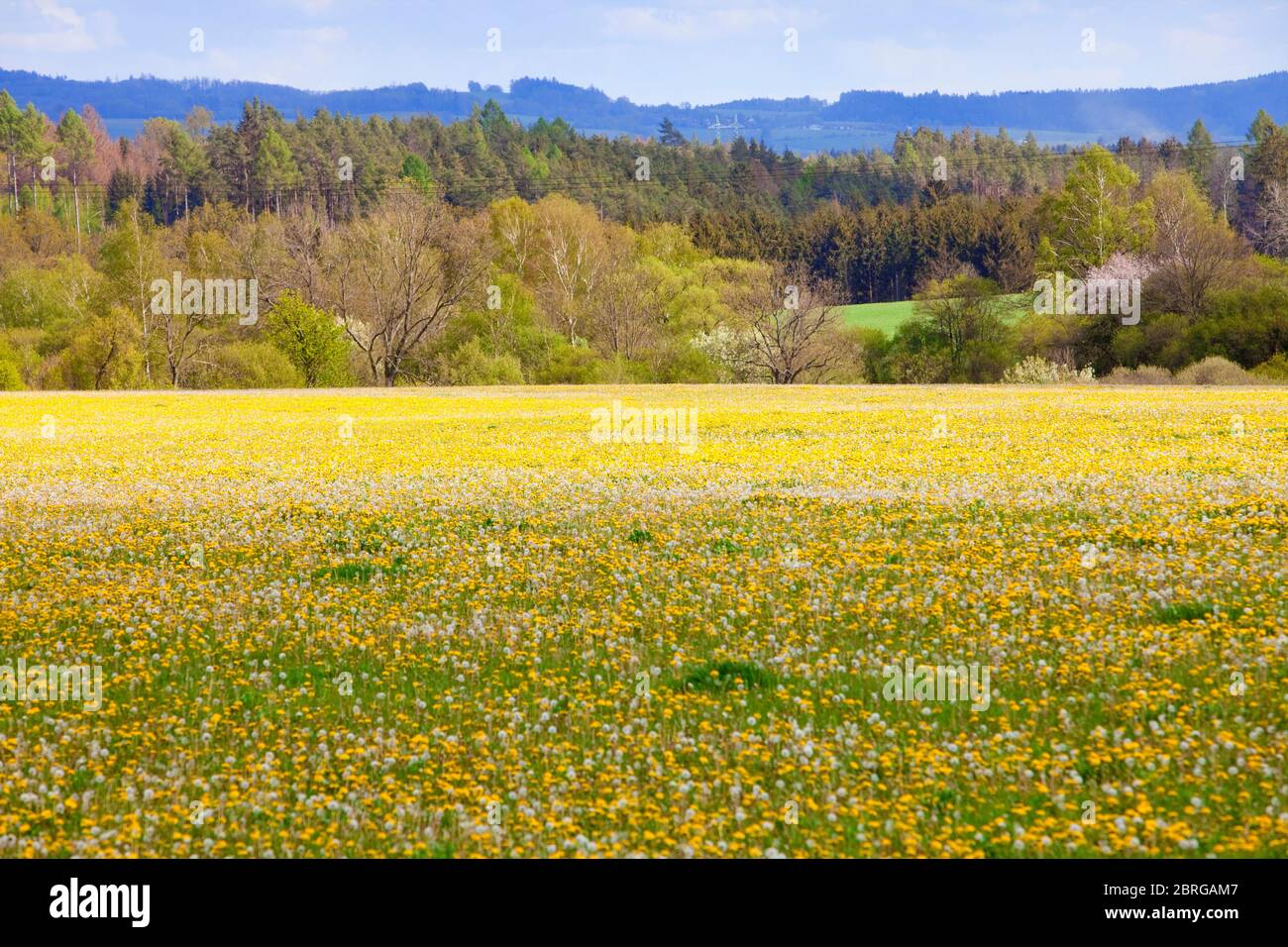 Název: Repubblica Ceca, Boemia del Sud - Paesaggio con prato di dandelioni. Foto Stock