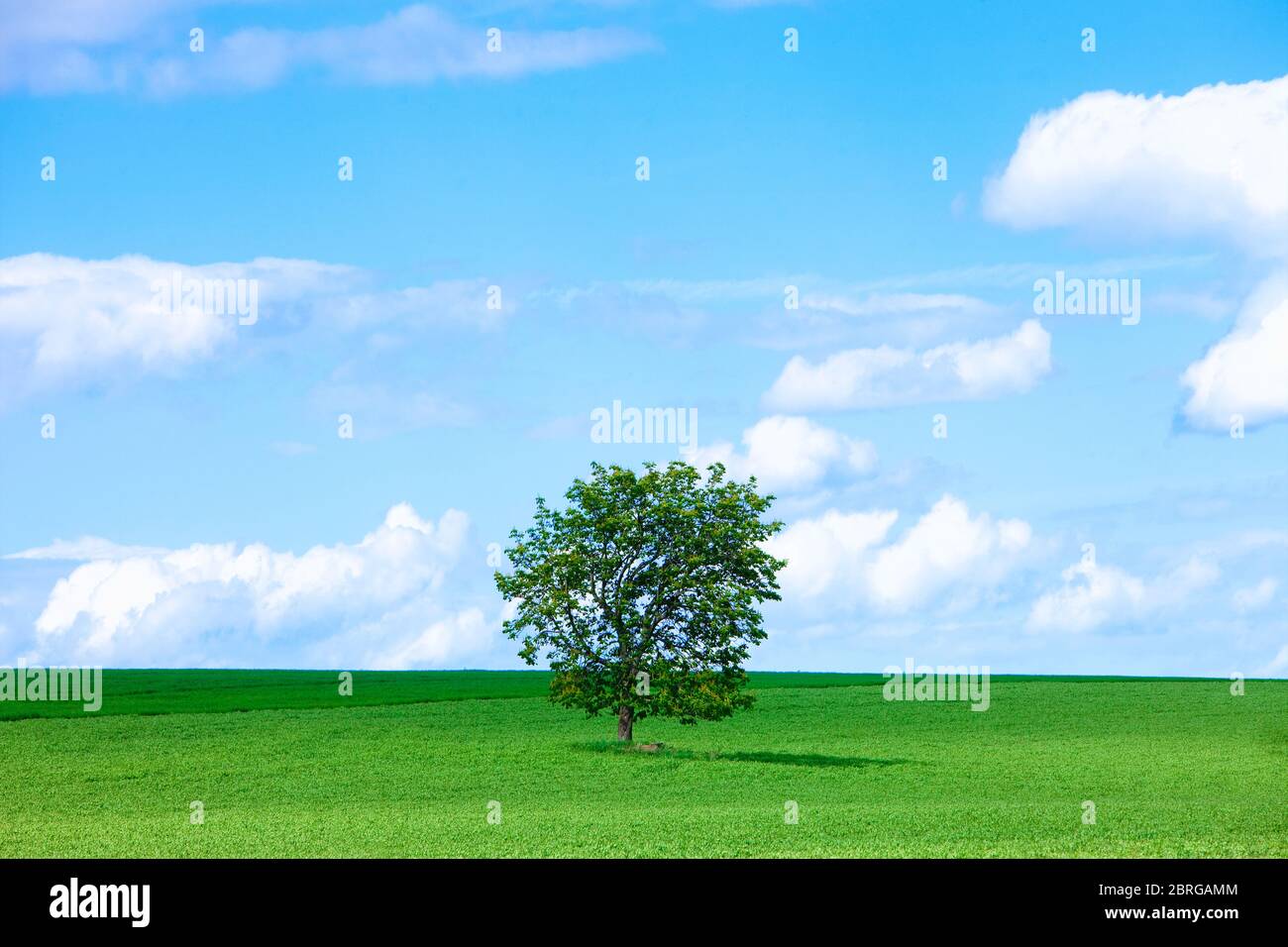 Název: Repubblica Ceca, Boemia del Sud - Lone Tree in un campo verde. Foto Stock