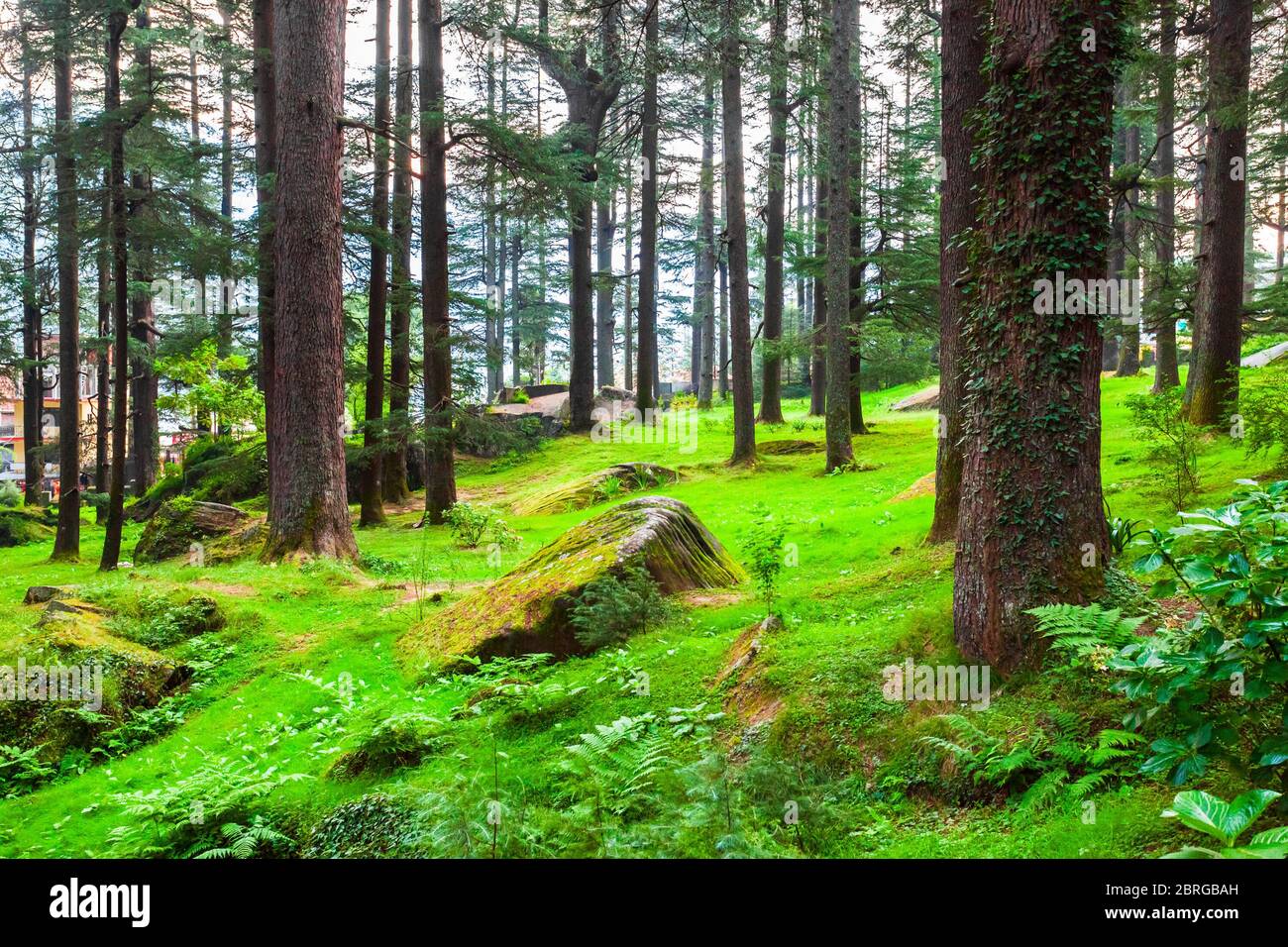 Alberi di Deodar nel Parco Naturale di Manali, parco pubblico vicino al villaggio di Manali in Himachal Pradesh, nel nord dell'India Foto Stock