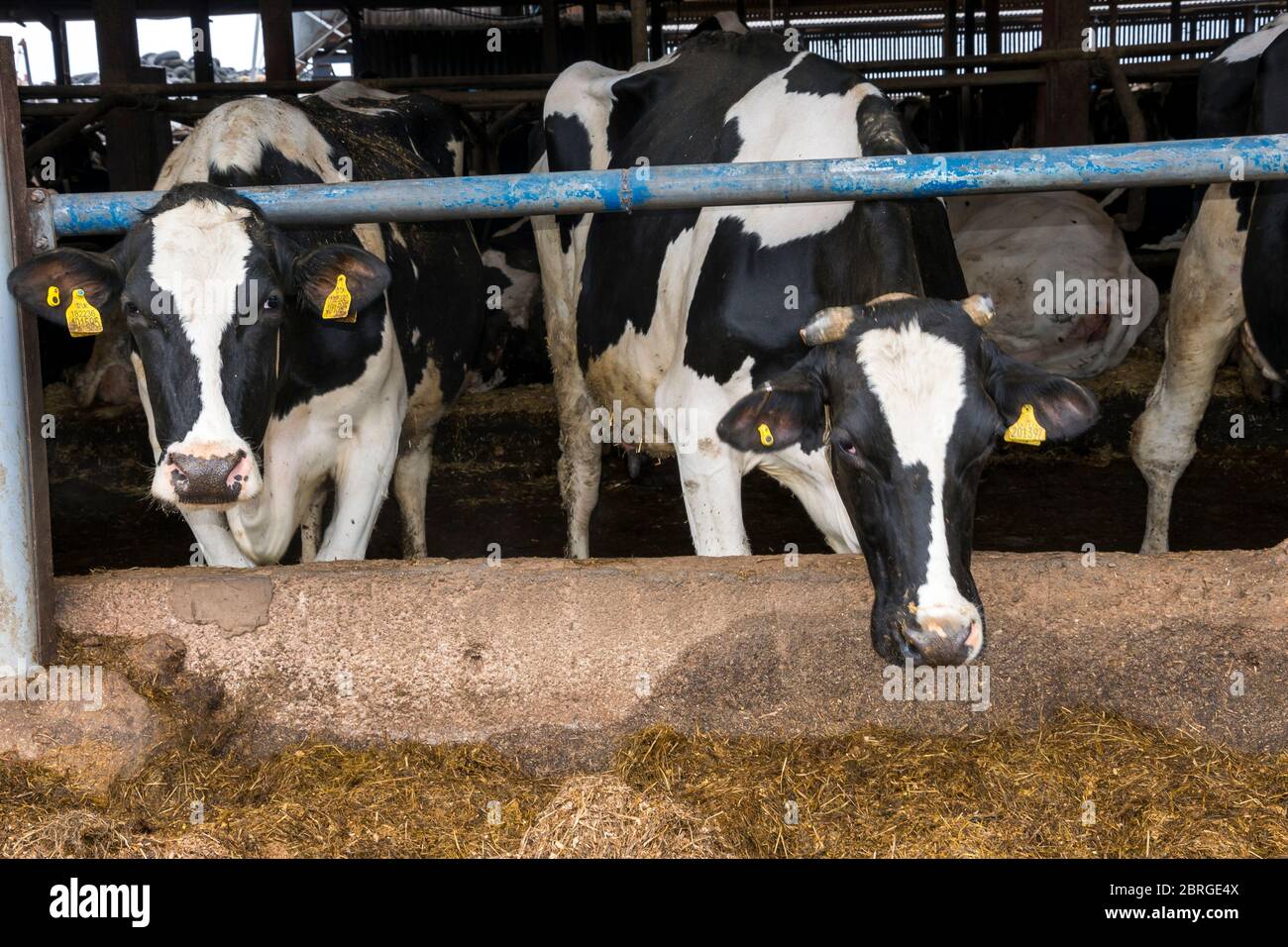 vacche fresie in cortile mangiare cibo di fieno, lancashire, inghilterra, regno unito Foto Stock