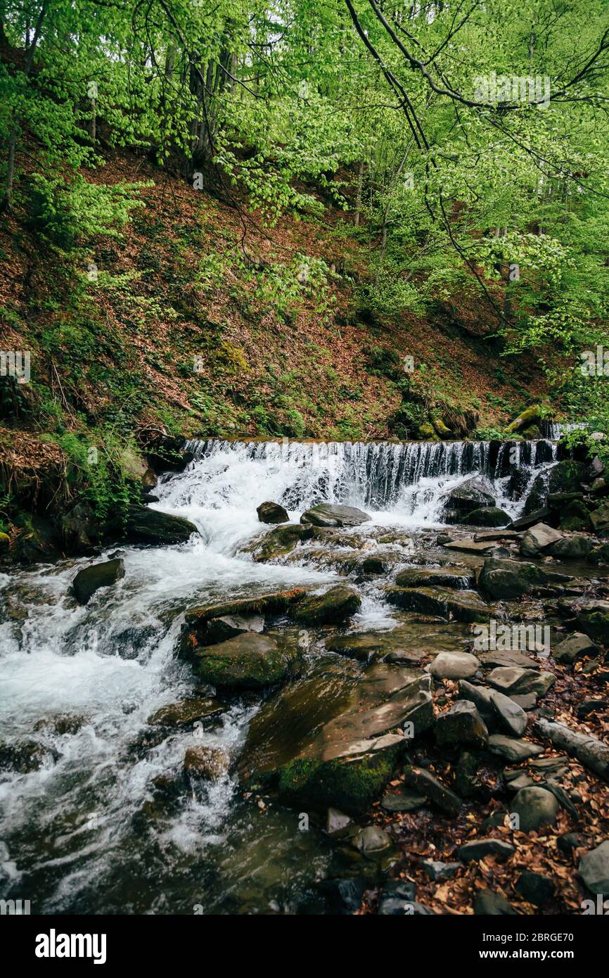 Freddo, fiume di montagna fresco nella foresta dei Monti Carpazi Foto Stock