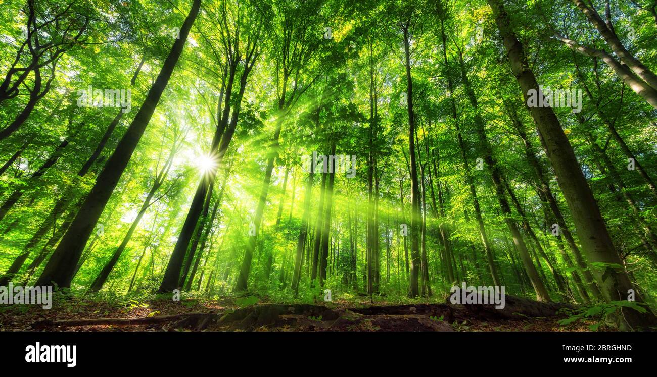 Vivido scenario panoramico di fogliame illuminato in una lussureggiante foresta verde, con colori vivaci e raggi di sole Foto Stock
