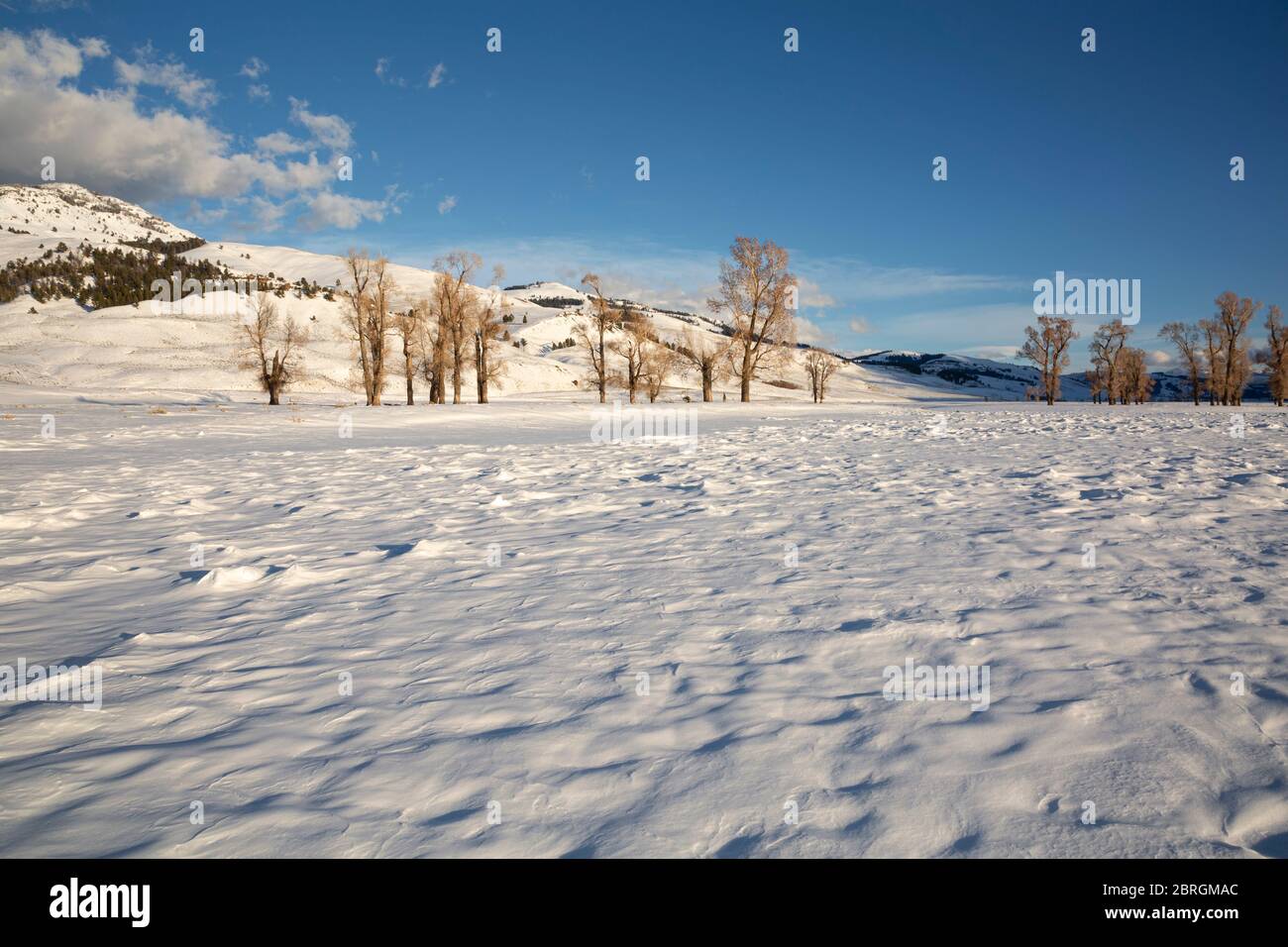 WY04556-00....WYOMING - alberi di Cottonwood che crescono nei prati innevati nella zona di Lamar Valley del Parco Nazionale di Yellowstone. Foto Stock