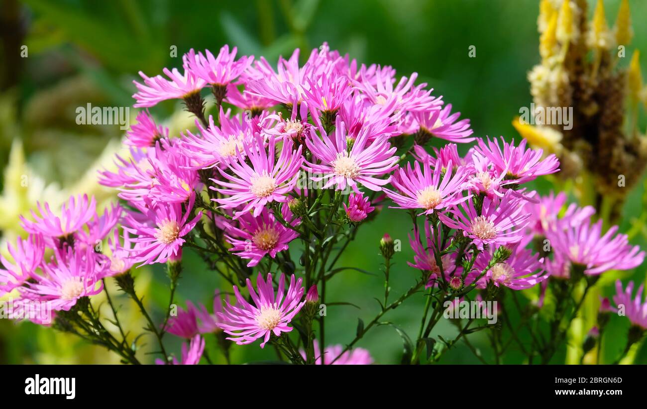 Primo piano di fiore di assalto viola in piena fioritura. Foto Stock