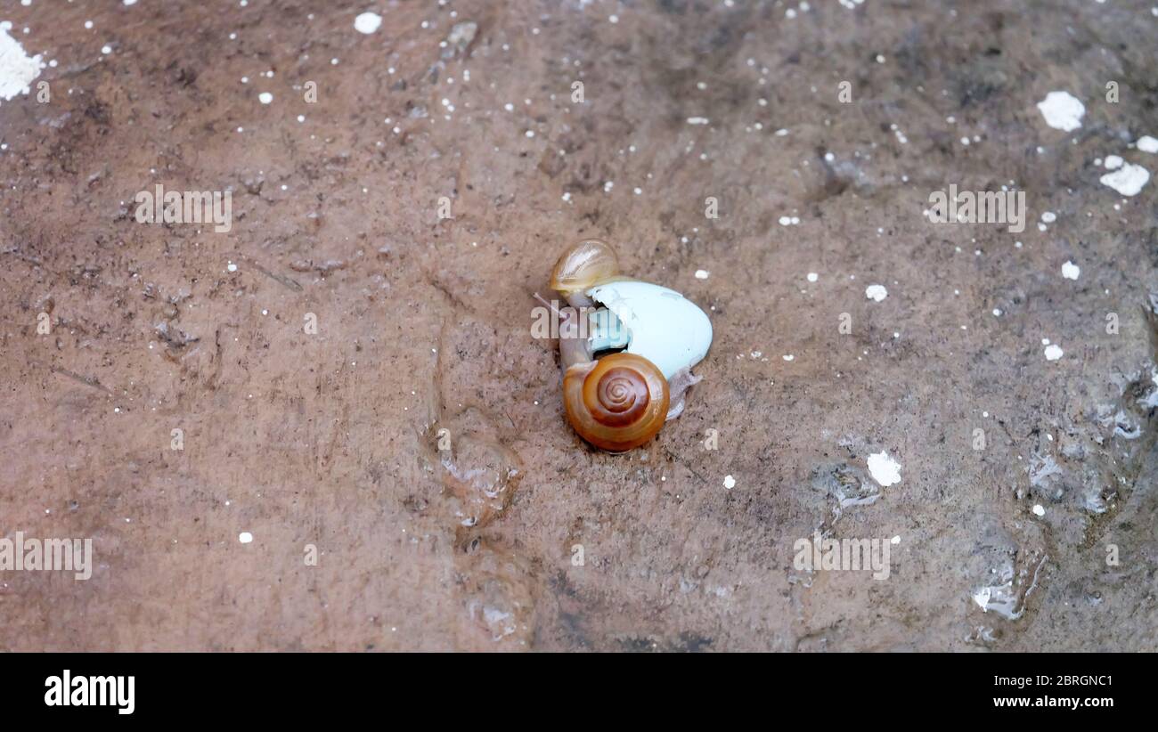 Due piccole lumache da giardino che strisciano in un guscio di uovo blu vuoto, su una superficie di pietra. Foto Stock