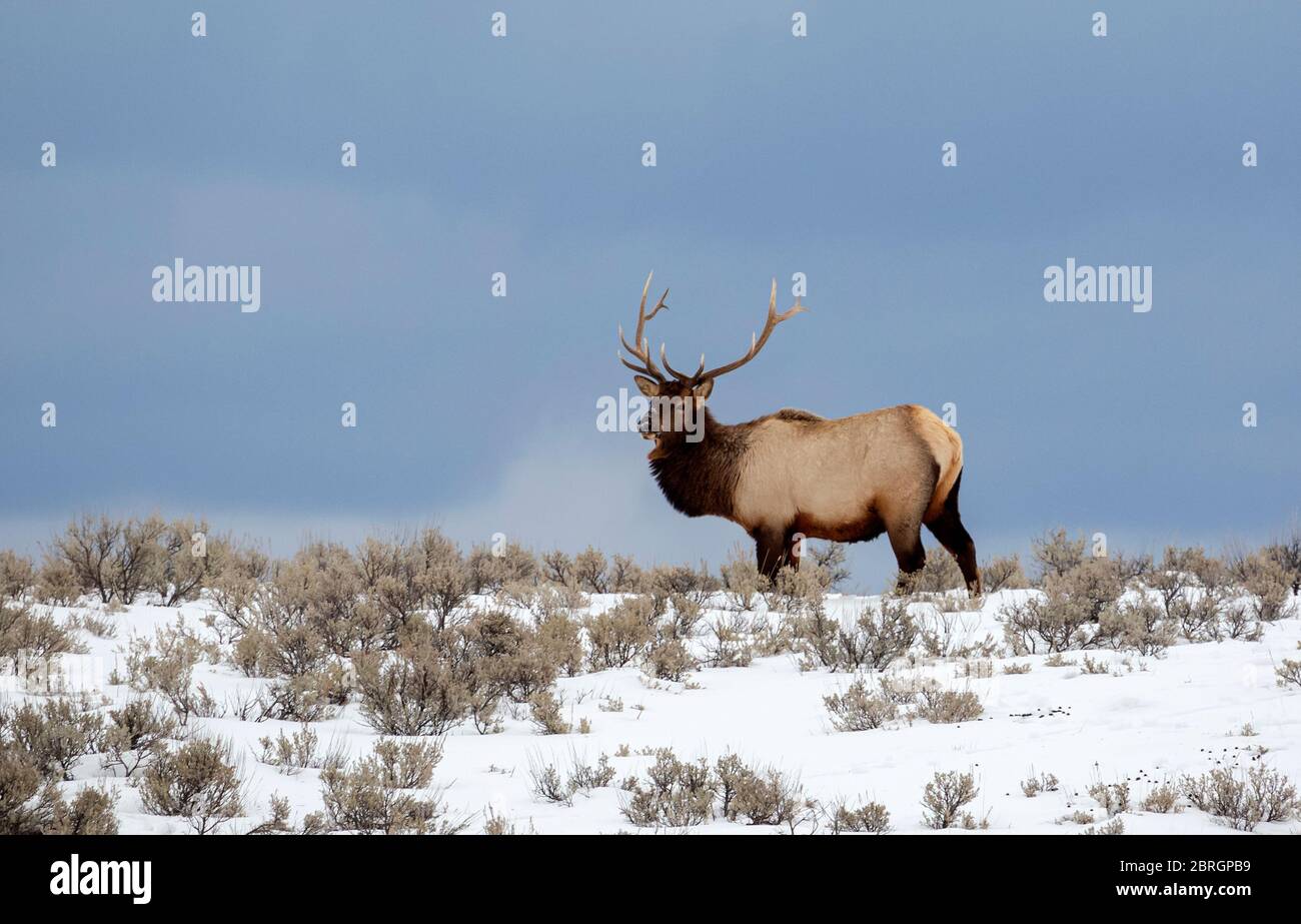 WY04572-00...WYOMING - Bull Elk attraversando un prato innevato lungo la Grand Loop Road nel Parco Nazionale di Yellowstone. Foto Stock