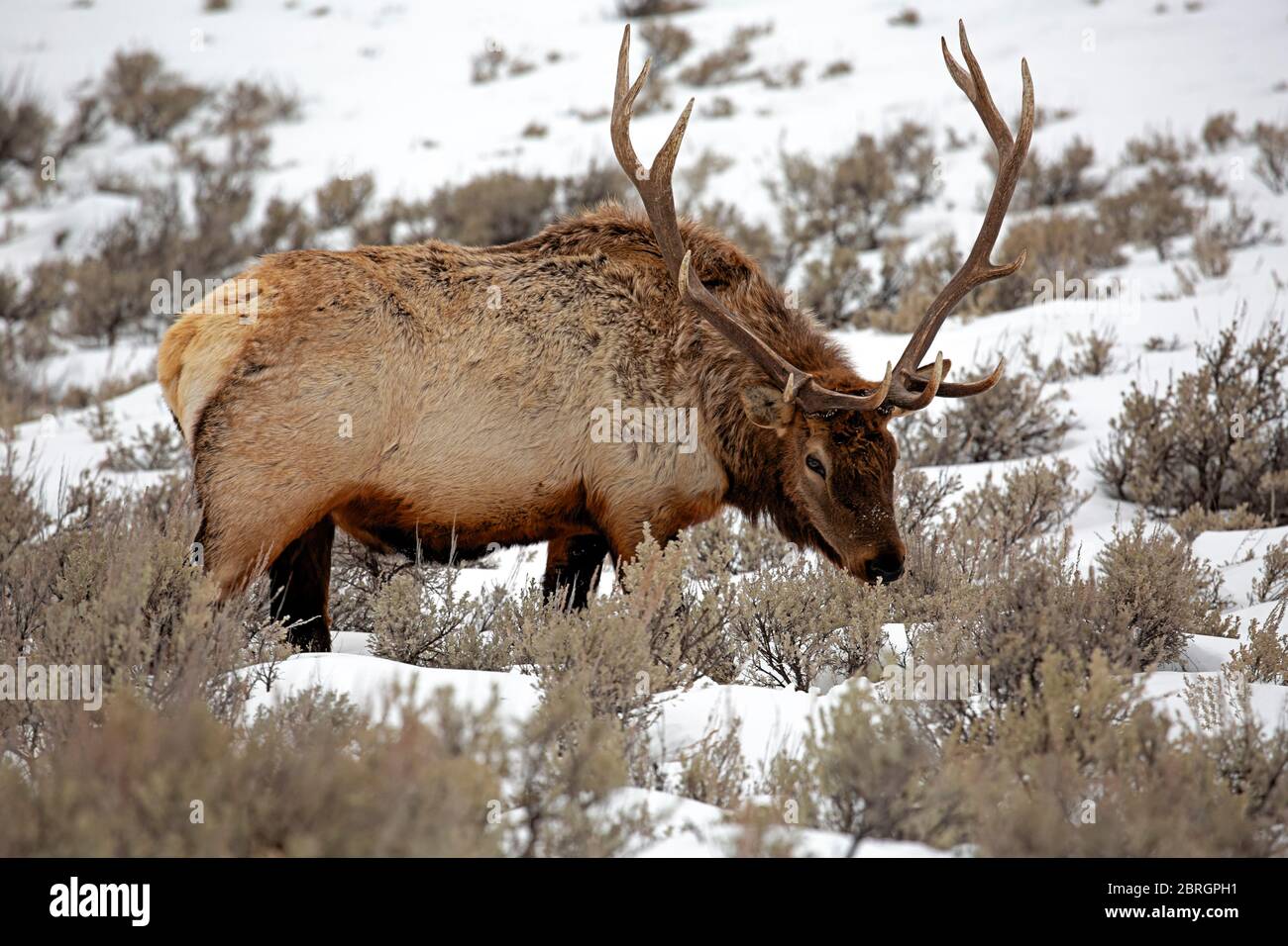 WY04573-00...WYOMING - Bull Elk attraversando un prato innevato lungo la Grand Loop Road nel Parco Nazionale di Yellowstone. Foto Stock