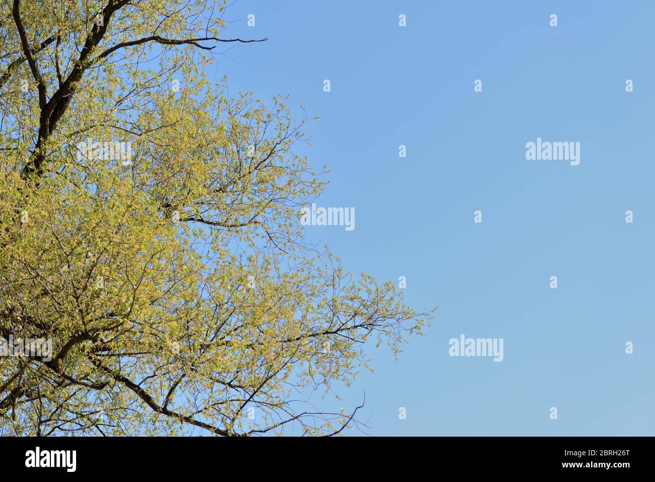 Corone di alberi contro un cielo di primavera blu coperto di fogliame fresco. Sfondo naturale. Il concetto di freschezza, gioventù, crescita e primavera Foto Stock