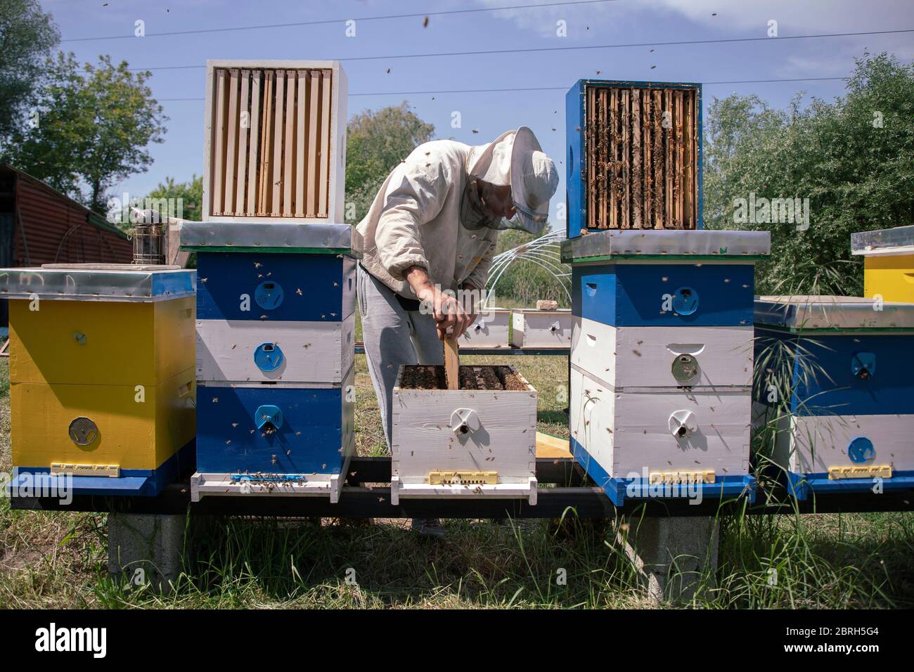 Belgrado, Serbia, 10 maggio 2020: Apicoltore che lavora su un alveare presso la fattoria del miele Foto Stock