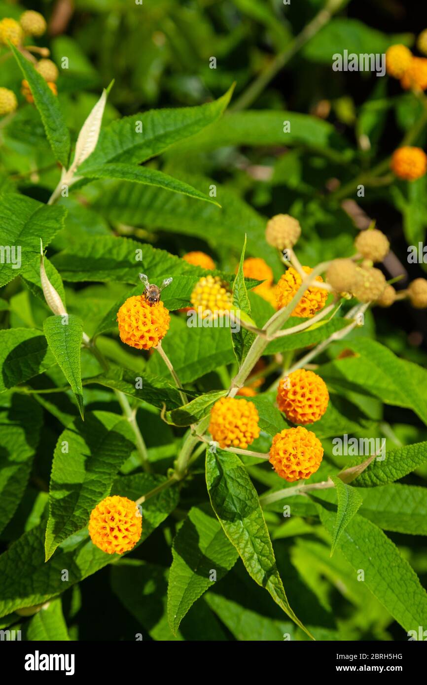 La Buddleia globosa ( Golden Ball ) che crescono in un giardino in Fife, Scozia. Foto Stock