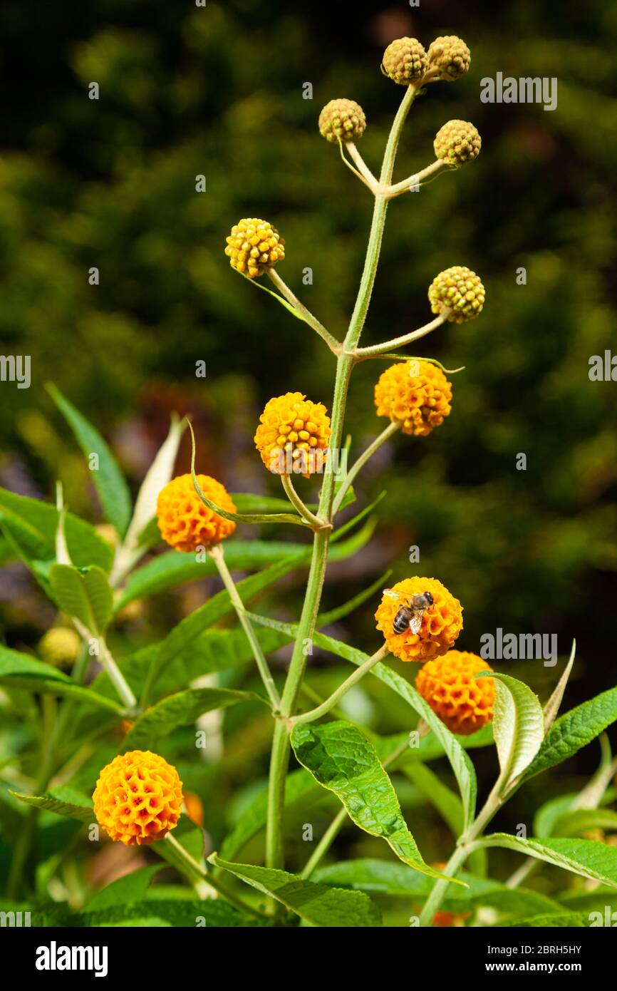 La Buddleia globosa ( Golden Ball ) che crescono in un giardino in Fife, Scozia. Foto Stock