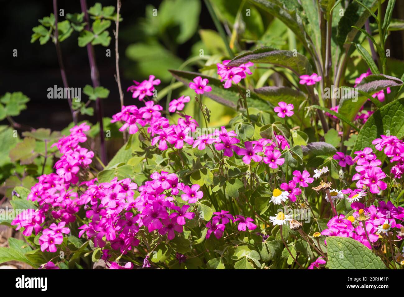 Oxalis articulata è anche conosciuta come il porro rosa, il legno rosa, il legno-sorrel windowbox, il foraggio, Netho saag Foto Stock