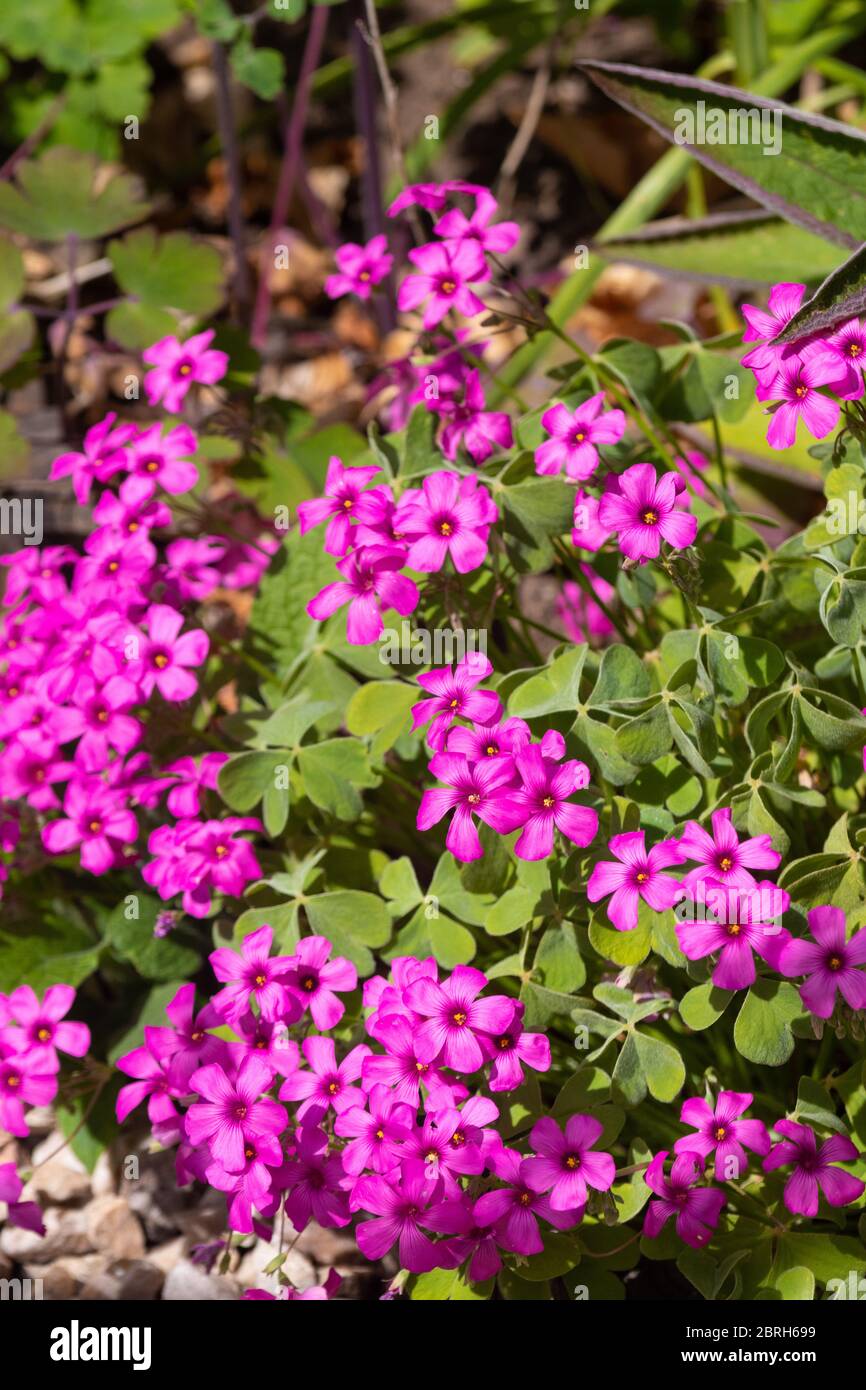 Oxalis articulata è anche conosciuta come il porro rosa, il legno rosa, il legno-sorrel windowbox, il foraggio, Netho saag Foto Stock