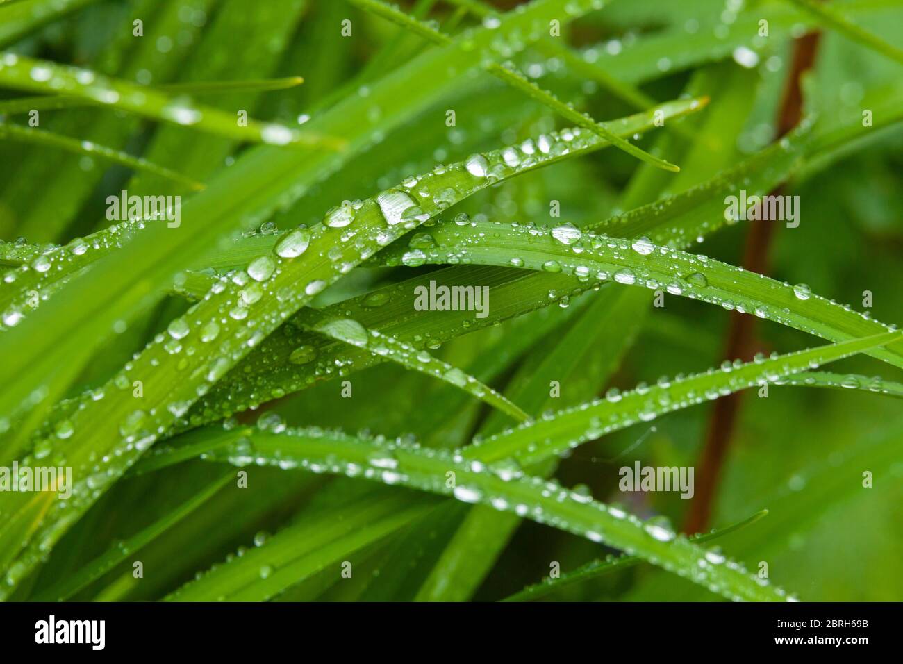 Gocce di pioggia che siedono sulle foglie di un giglio Foto Stock