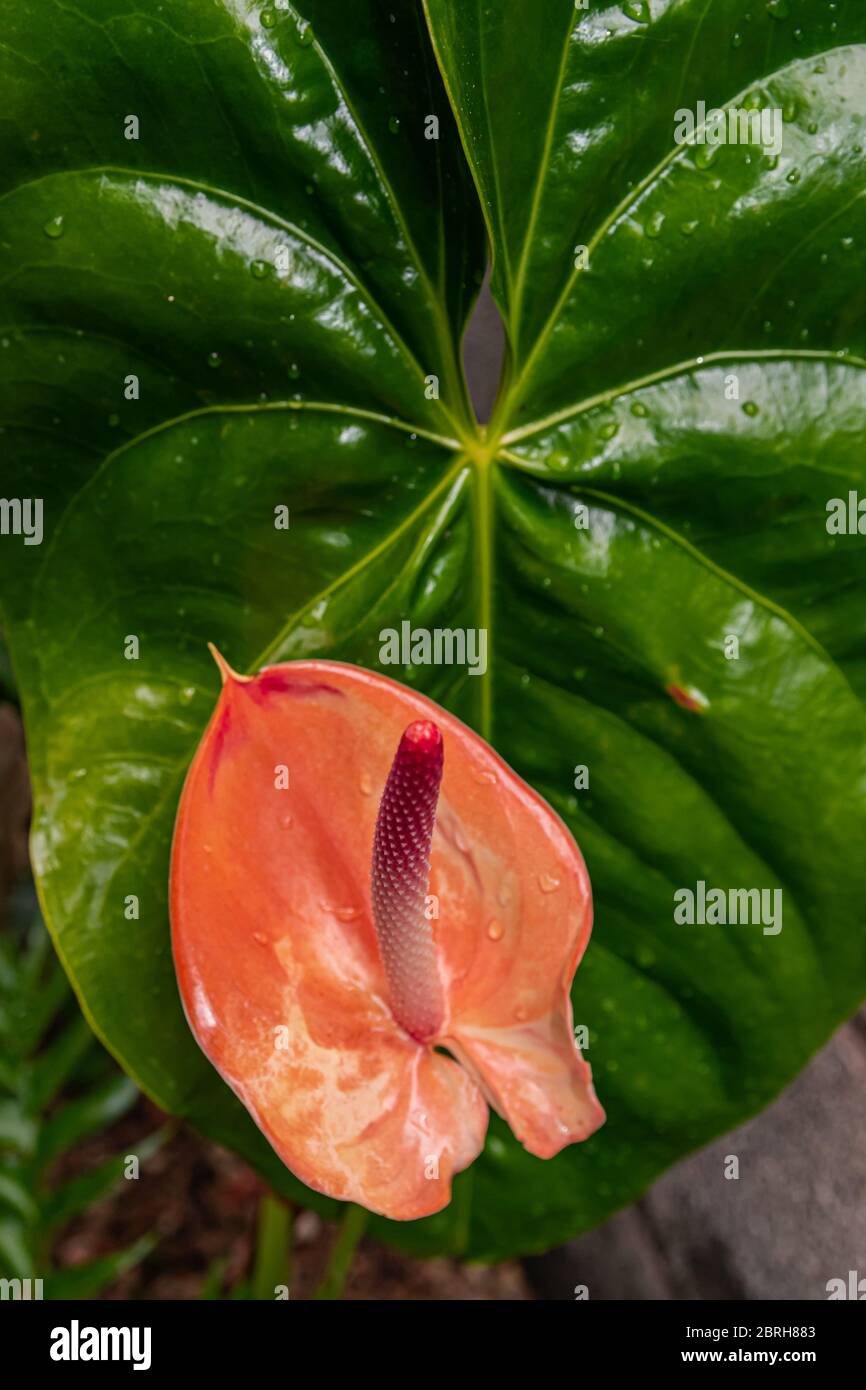Fiore rosso anthurium in fiore, con sfondo verde foglia Foto Stock
