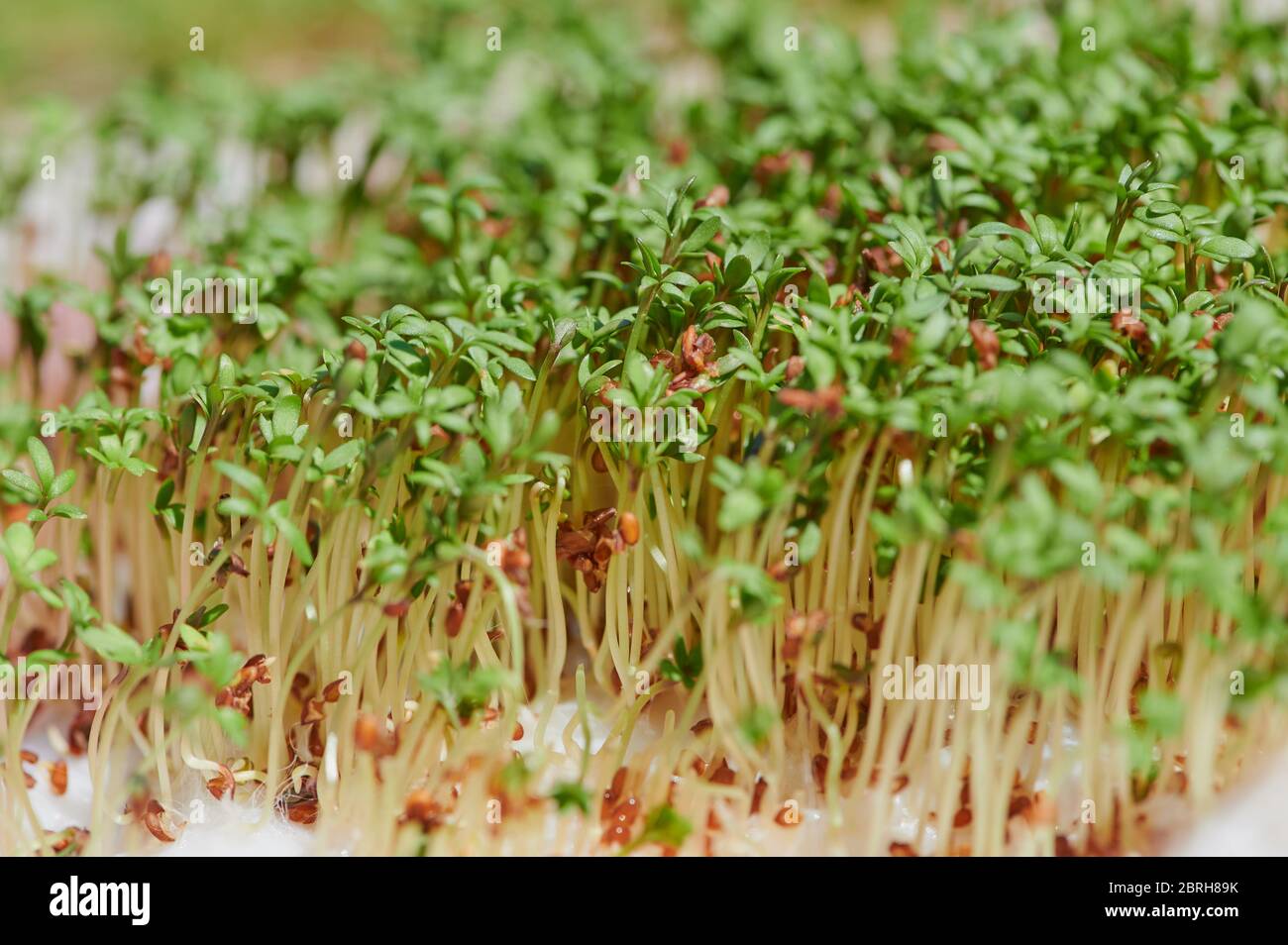 cress verde fresco auto-piantato su lana di cotone Foto Stock