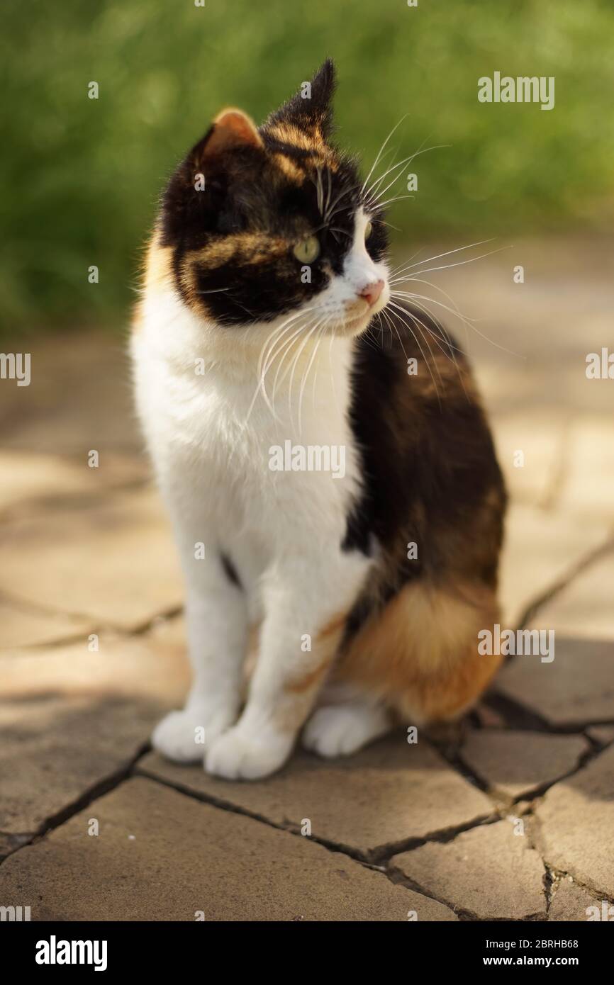 Ciglia Di Gatto Immagini e Fotos Stock - Alamy