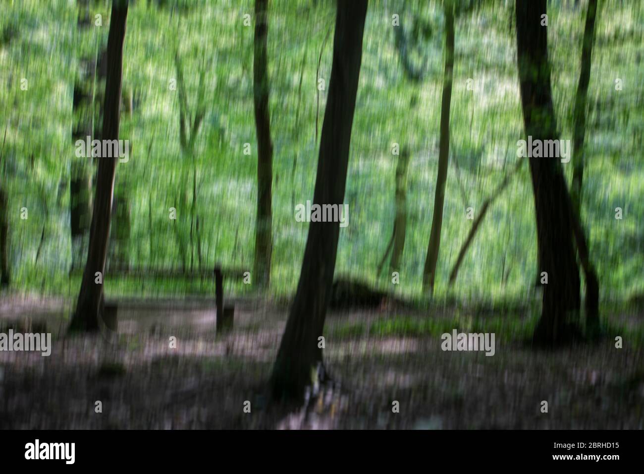 Una foto sfocata di alberi e un percorso verde foresta con una panchina accanto ad esso Foto Stock