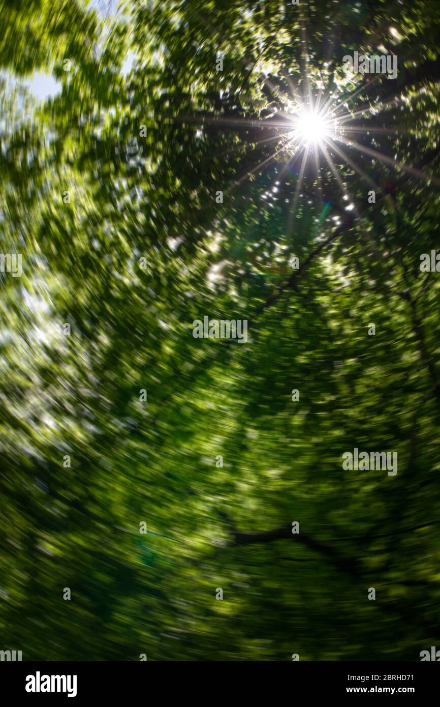Una foto circolare di sfocatura del sole che splende attraverso i rami della foresta da una prospettiva rana Foto Stock
