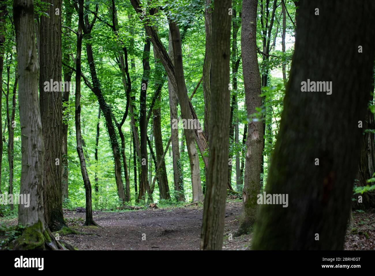 Molti alberi alti in una foresta verde con il sole che splende basso Foto Stock