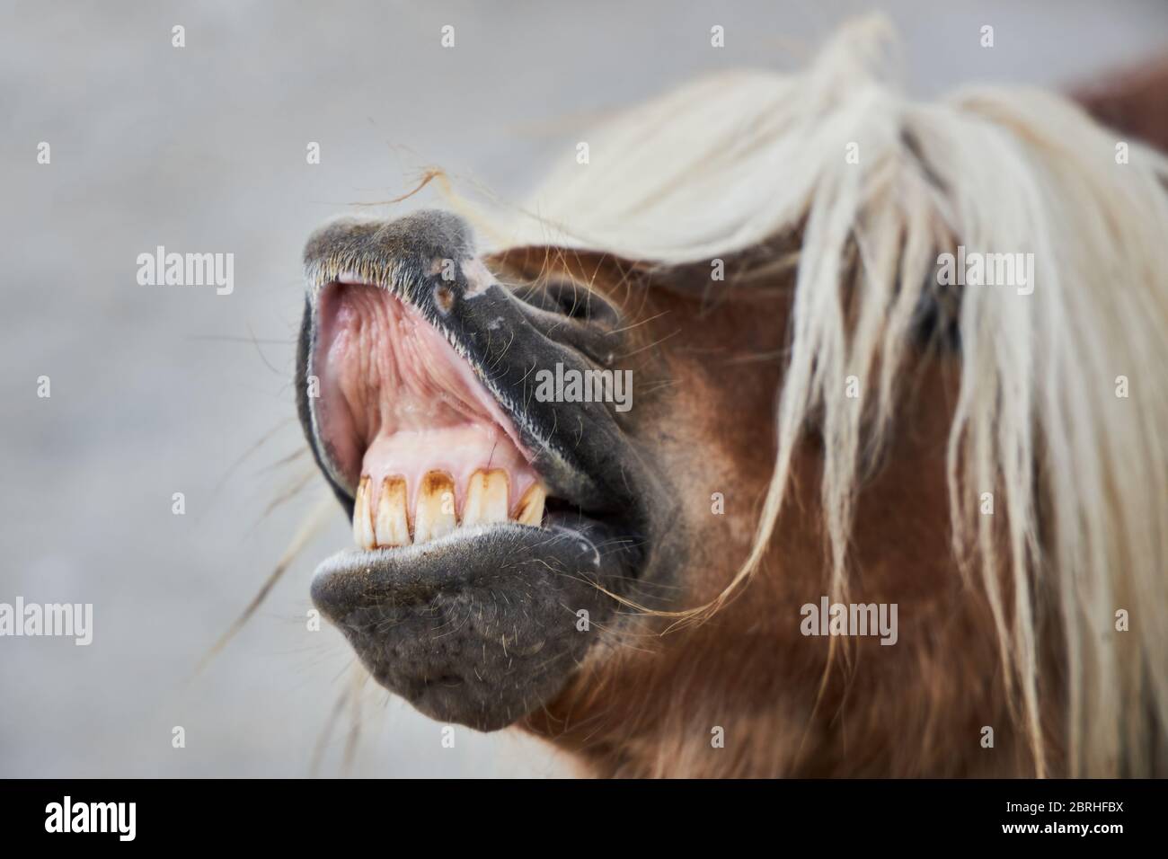 Divertente cavallo marrone con una manna bianca ha aperto la bocca e mostra i denti. Foto Stock