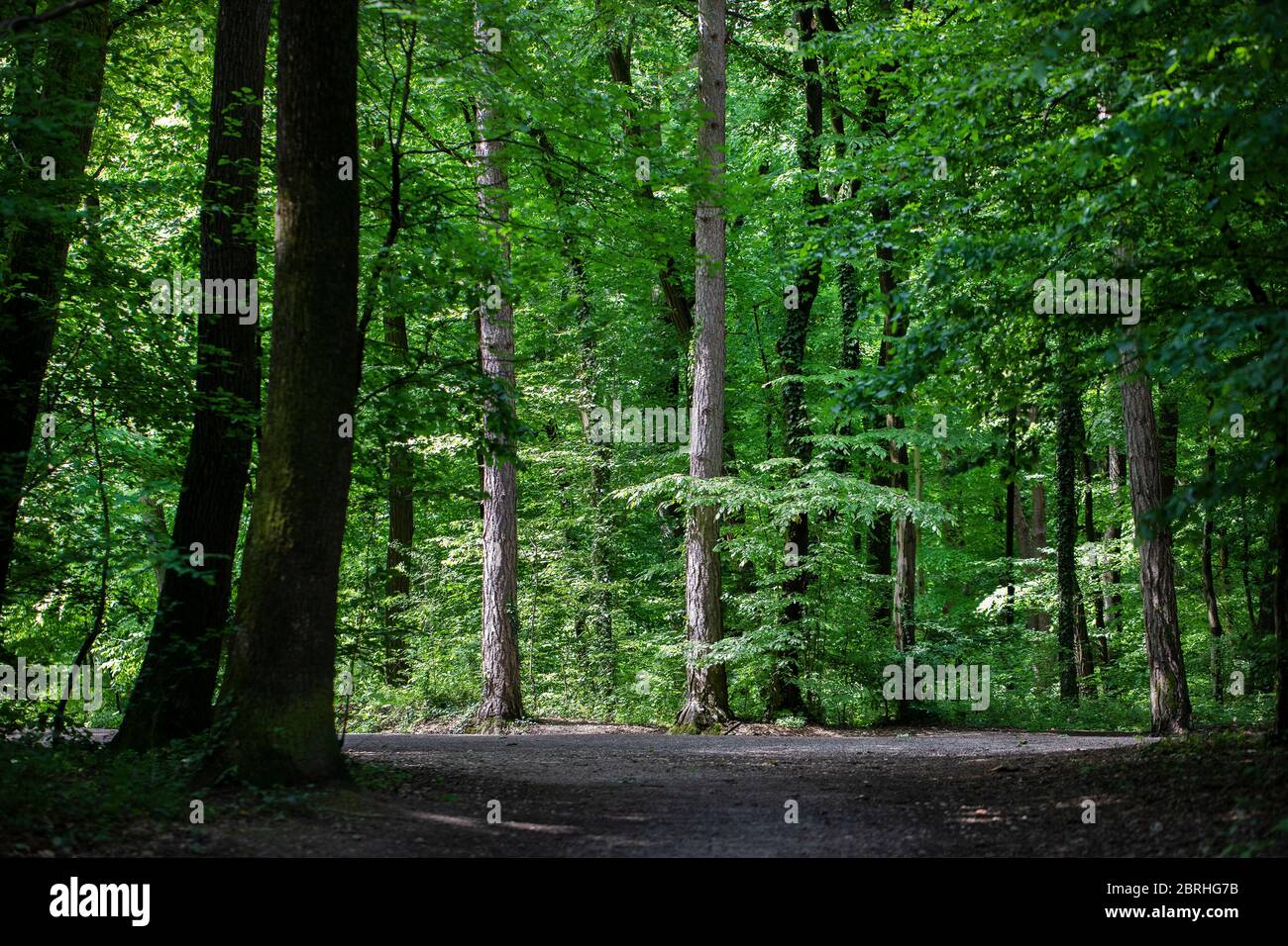 Alberi alti in una foresta verde con il sole che splende basso Foto Stock
