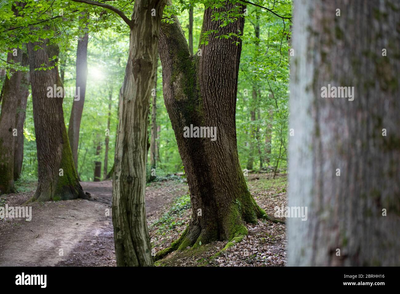 Alberi in una foresta verde con il sole che splende basso Foto Stock