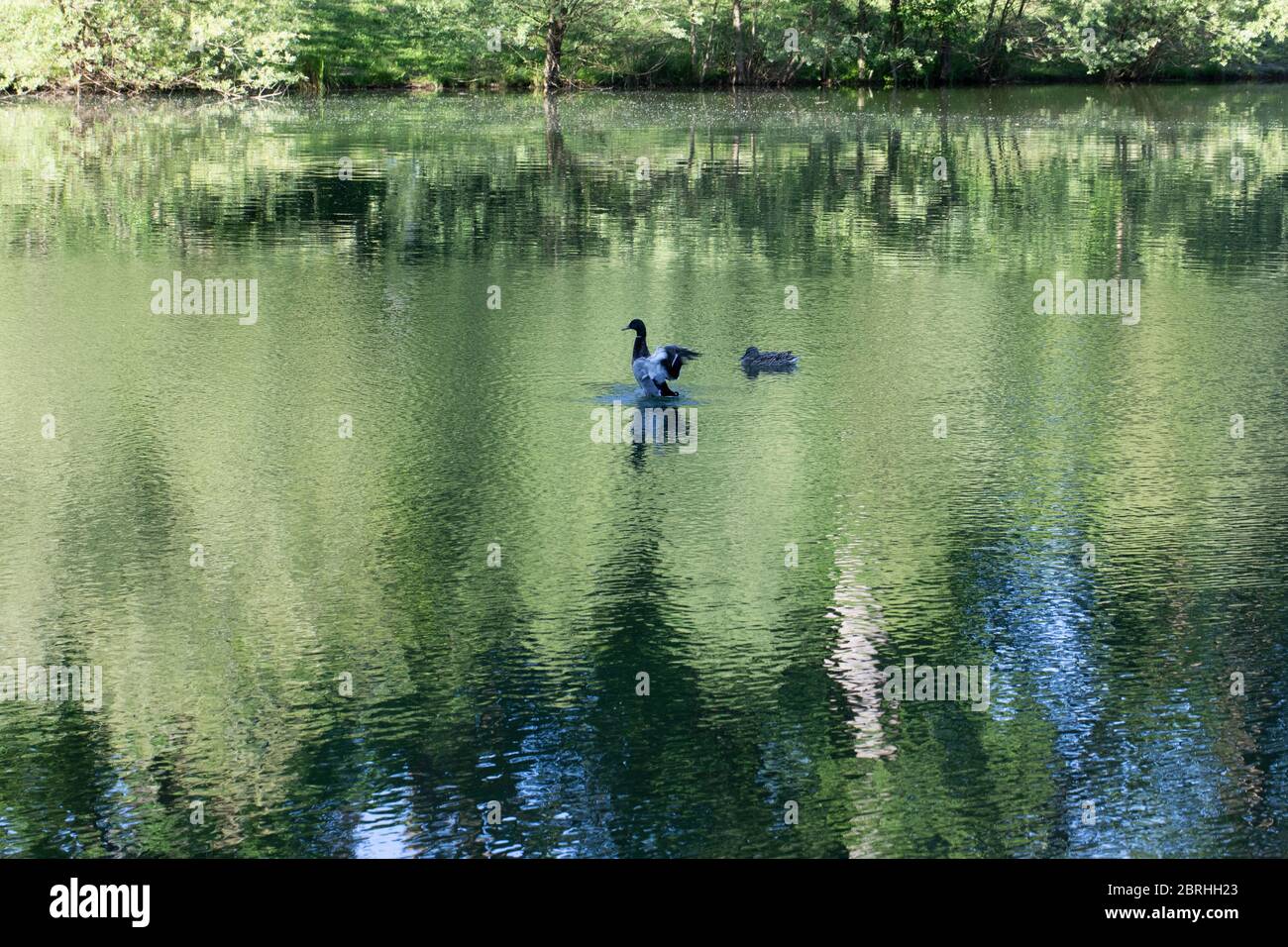 Due anatre in un lago vicino a una foresta Foto Stock
