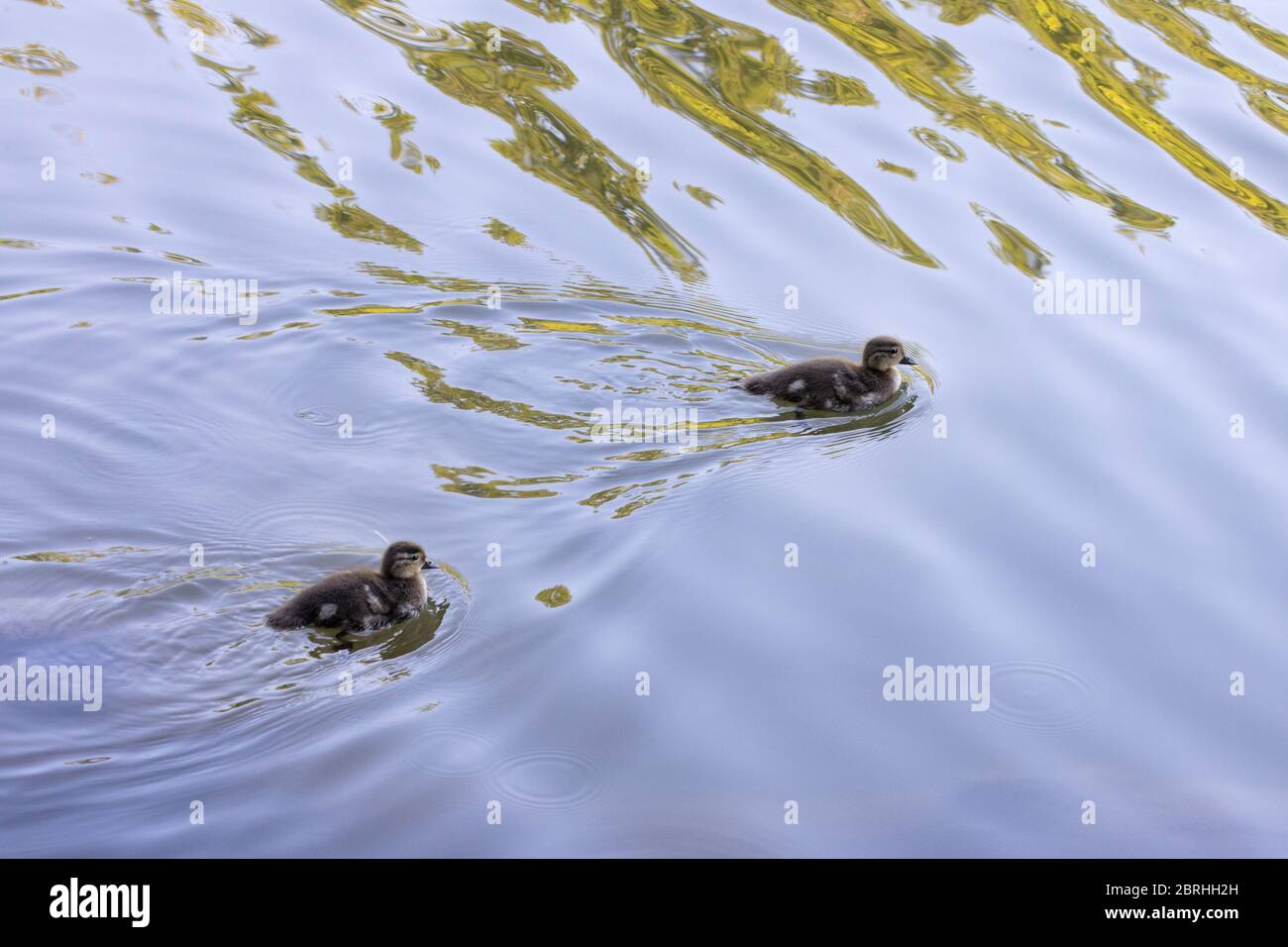 Due anatre nuotare in un lago Foto Stock