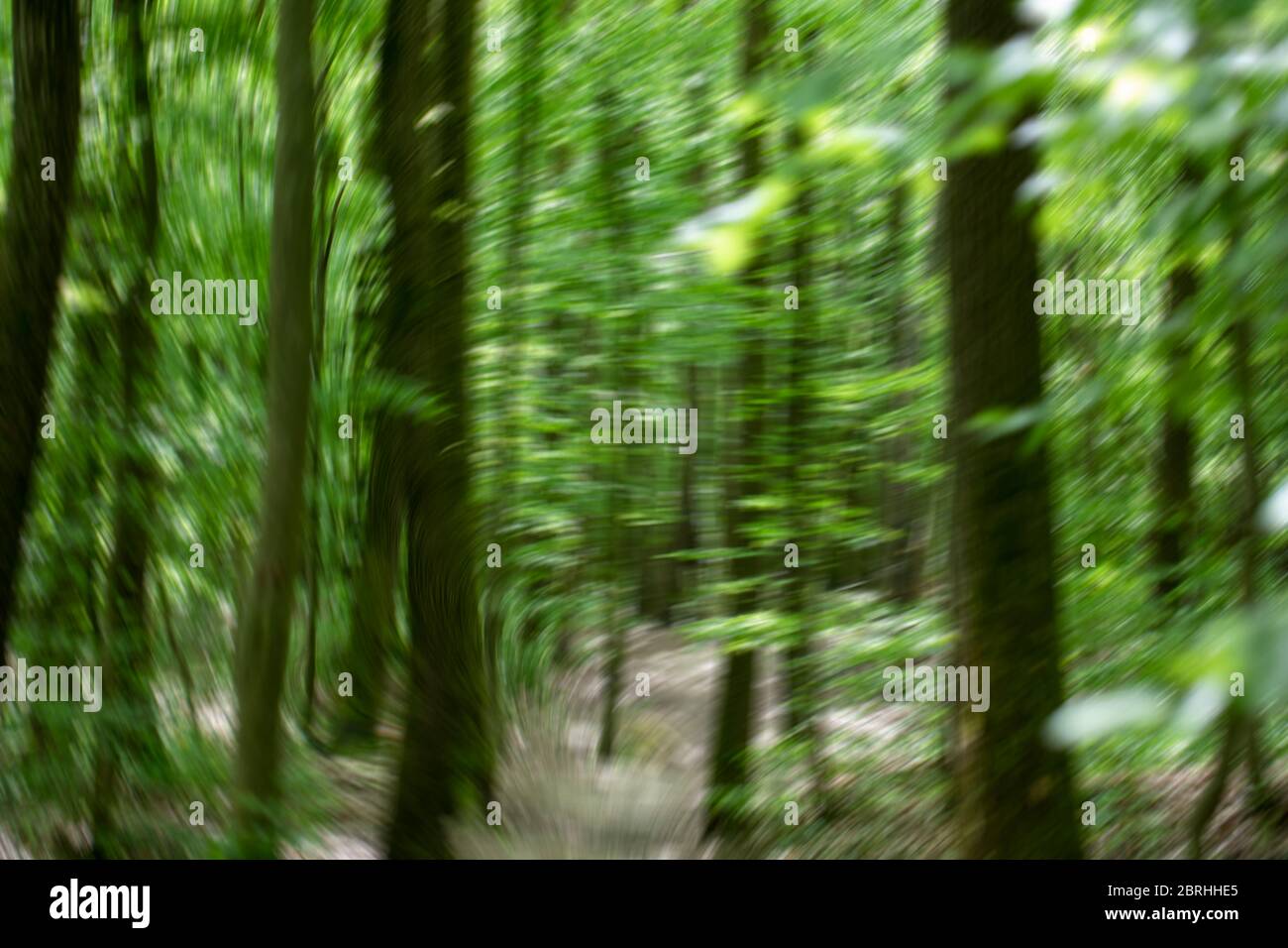 Forte vento in foresta verde Foto Stock