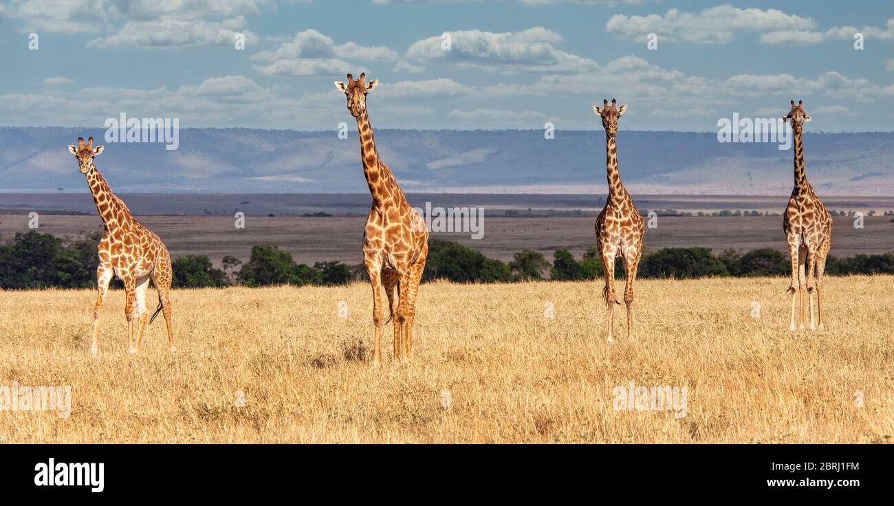 Foto della famiglia Giraffe su Savannah a Masai Mara, Kenya, Africa Foto Stock