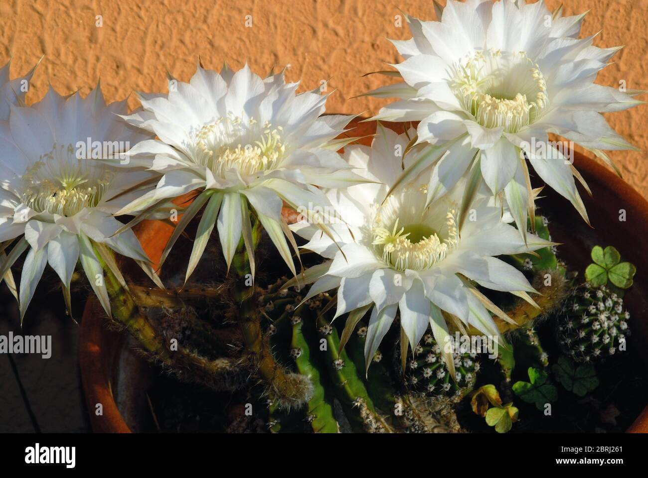 L'echinopsis oxygona è originaria del Brasile del Sud. Le sue caratteristiche includono: Forma sferica, e un grande fiore, con la lavanda appuntita o petali bianchi Foto Stock