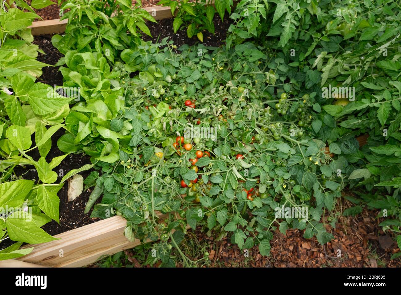 Giardino idrico urbano fornito dal Dipartimento Parchi per i cittadini a crescere prodotti di loro scelta. Foto Stock