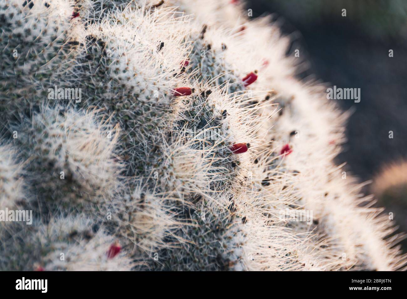Mammillaria geminispina (cactus twin spined) con punte bianche e cactus rossi. Primo piano su un cactus all'aperto nel Cactus Garden di Lanzarote. Foto Stock