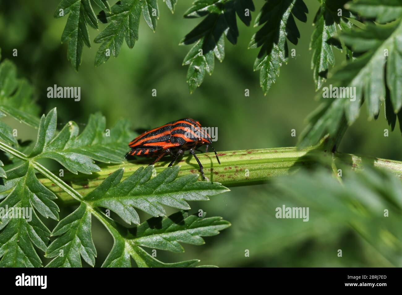 Un Bug di protezione a strisce, Graphosoma lineatum, che poggia su una pianta velenosa di Hemlock, Conium maculatum, in primavera nel Regno Unito. Foto Stock