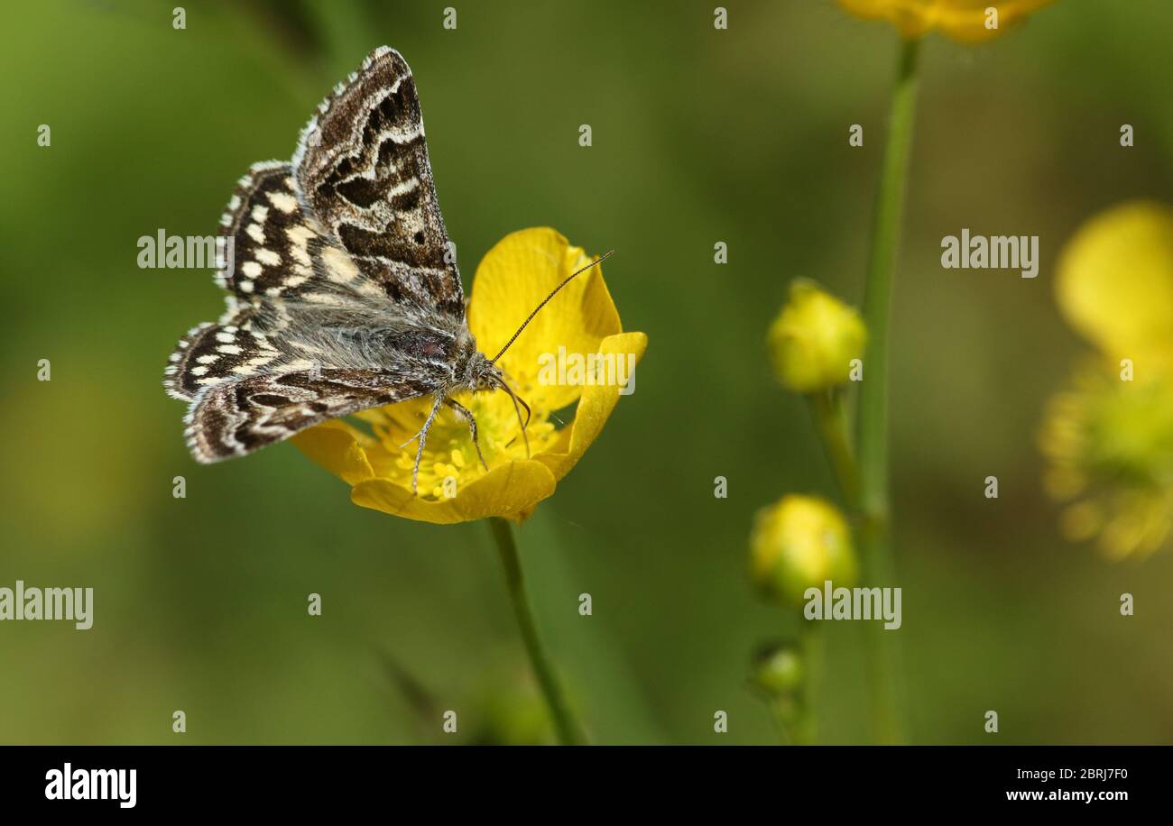 Una bella Mother Shipton Moth, Callistege mi, che si stende da un fiore Buttercup in primavera. Foto Stock