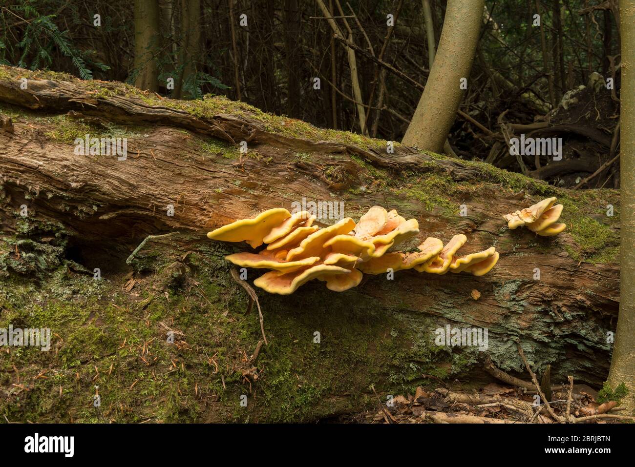 Corpi fruttanti come mensole stratificate di Laetiporus sulfureus, un fungo polifore luminoso su un albero di castagno dolce caduto in bosco maturo Foto Stock
