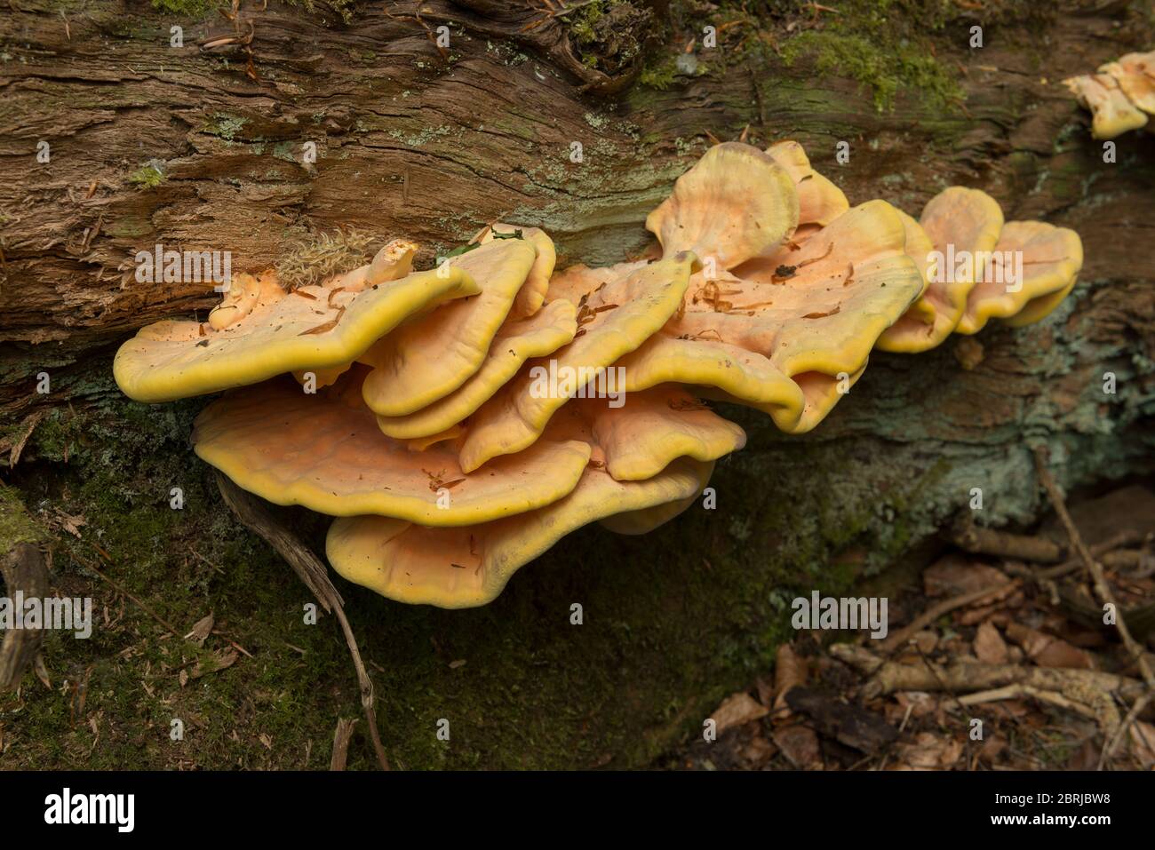 Corpi fruttanti come mensole stratificate di Laetiporus sulfureus, un fungo polifore luminoso su un albero di castagno dolce caduto in bosco maturo Foto Stock