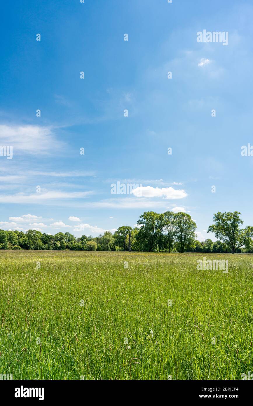 Vista sui prati vicino a Bonn in orientamento verticale. Una scena di primavera Foto Stock